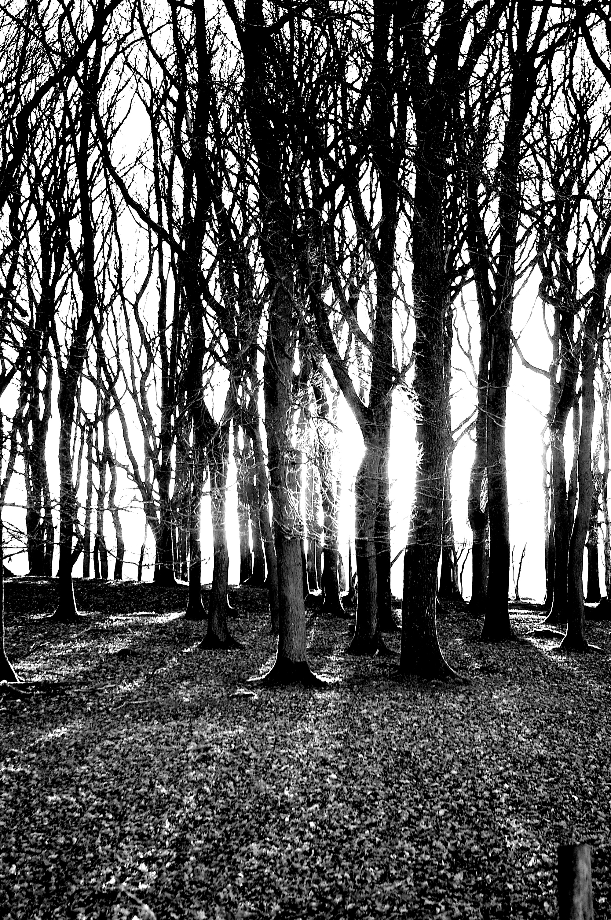 LIGHT WOOD Bill Bagley Photography